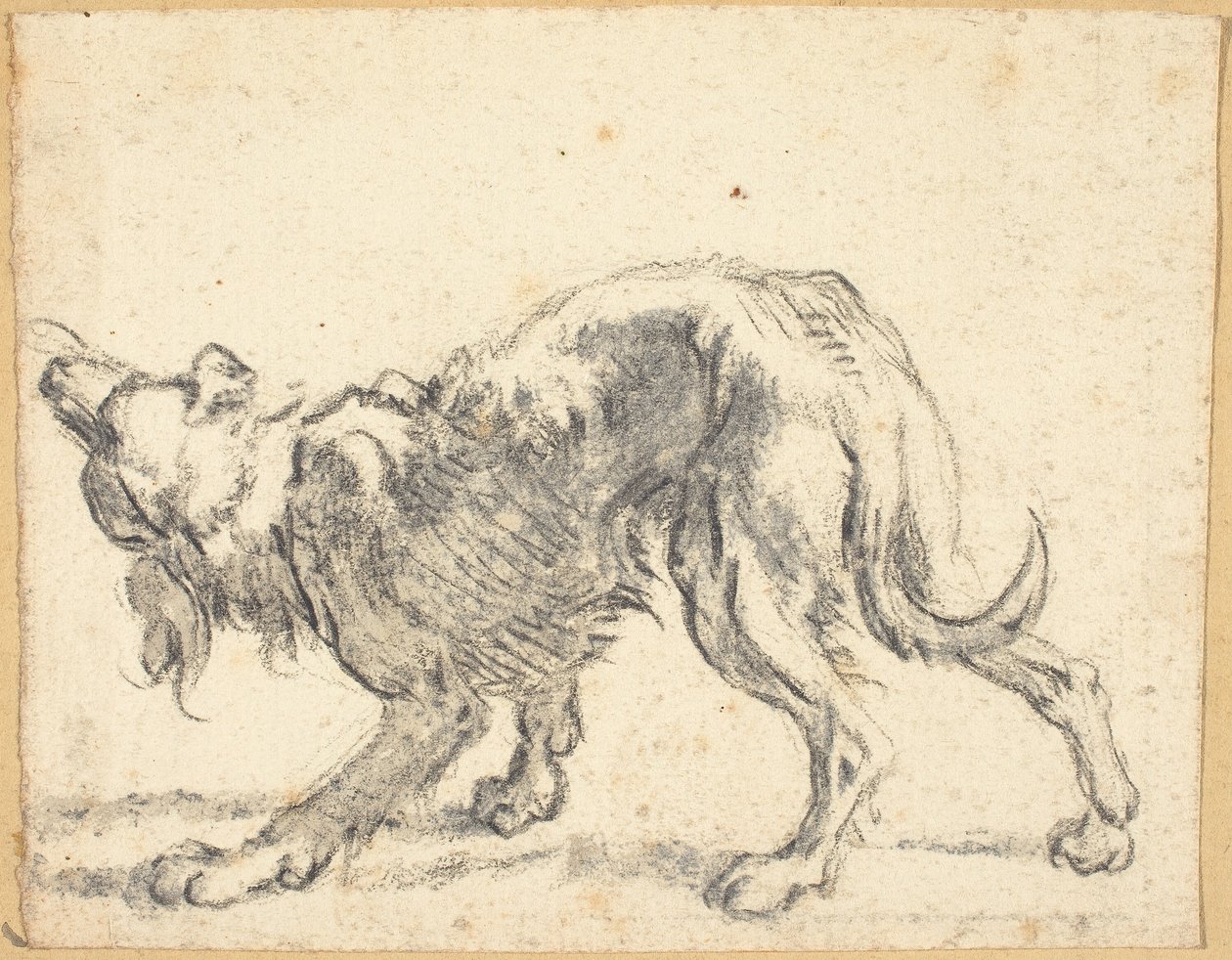 Koira tekijältä Cornelis Saftleven