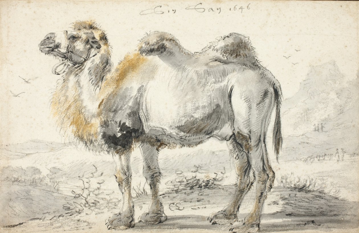 Kameli tekijältä Cornelis Saftleven