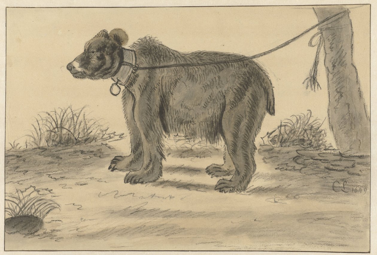 Puuhun sidottu karhu tekijältä Cornelis Saftleven
