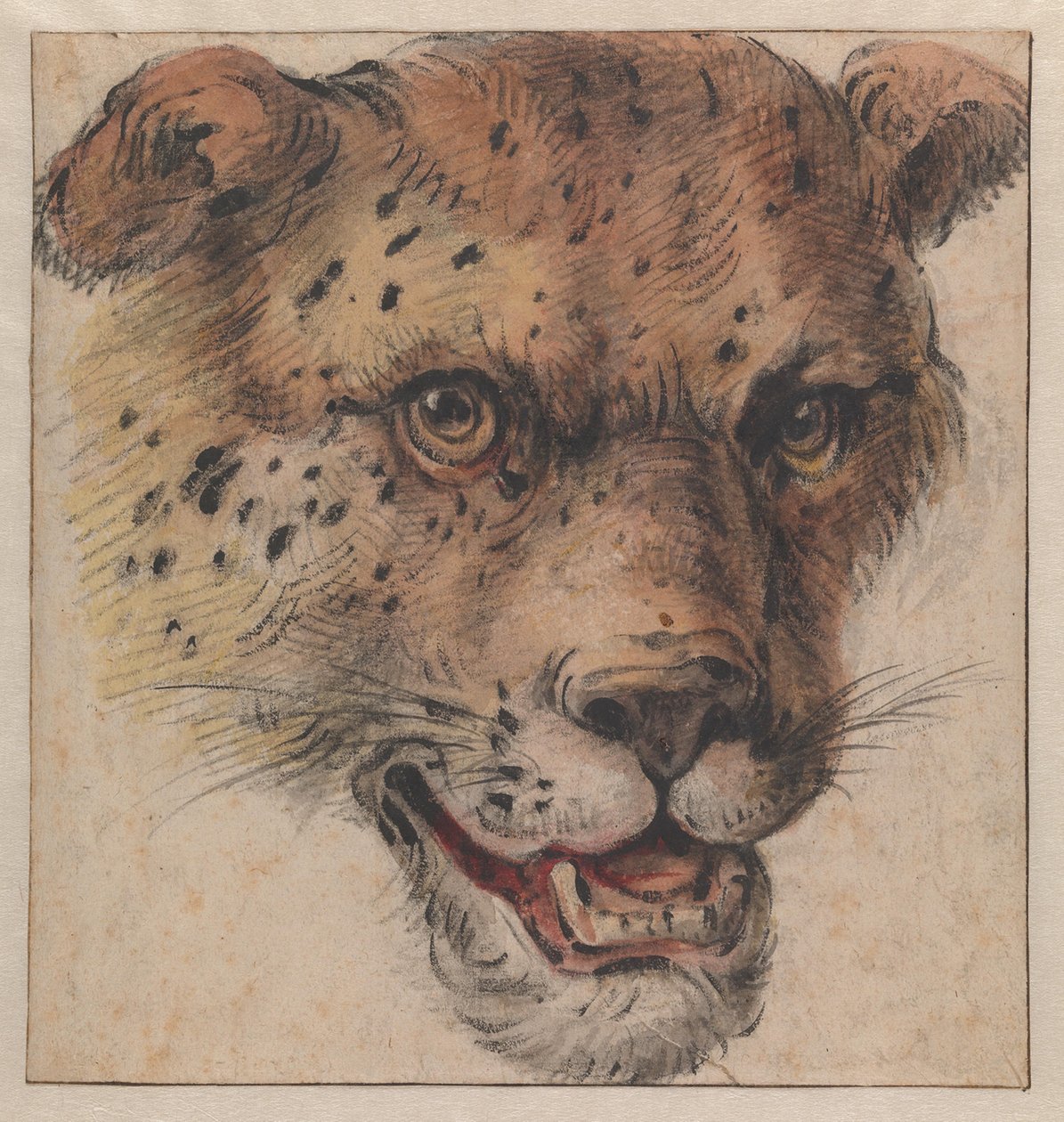 Leopardin pää tekijältä Cornelis Saftleven