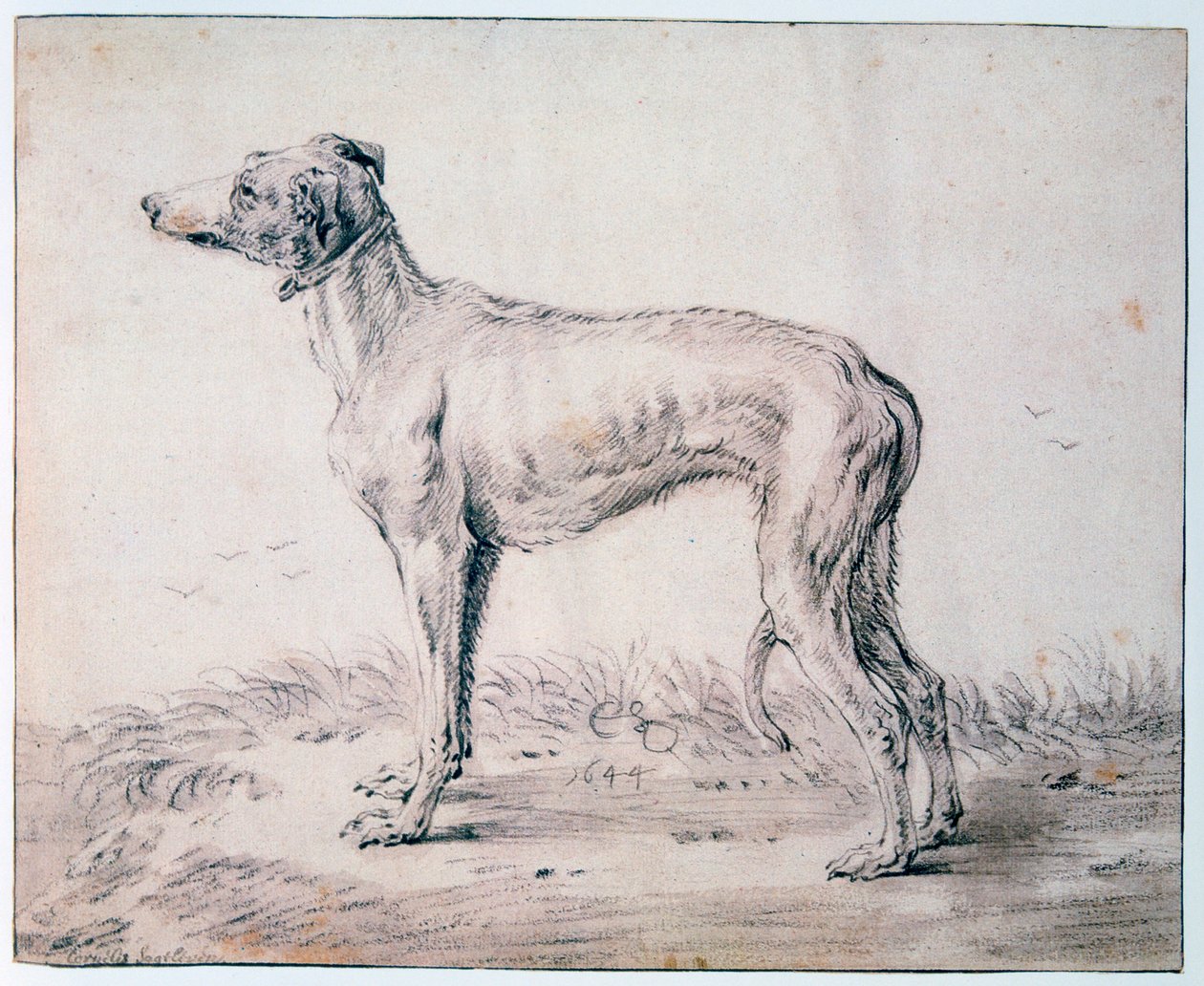 Vinttikoira, 1644 tekijältä Cornelis Saftleven