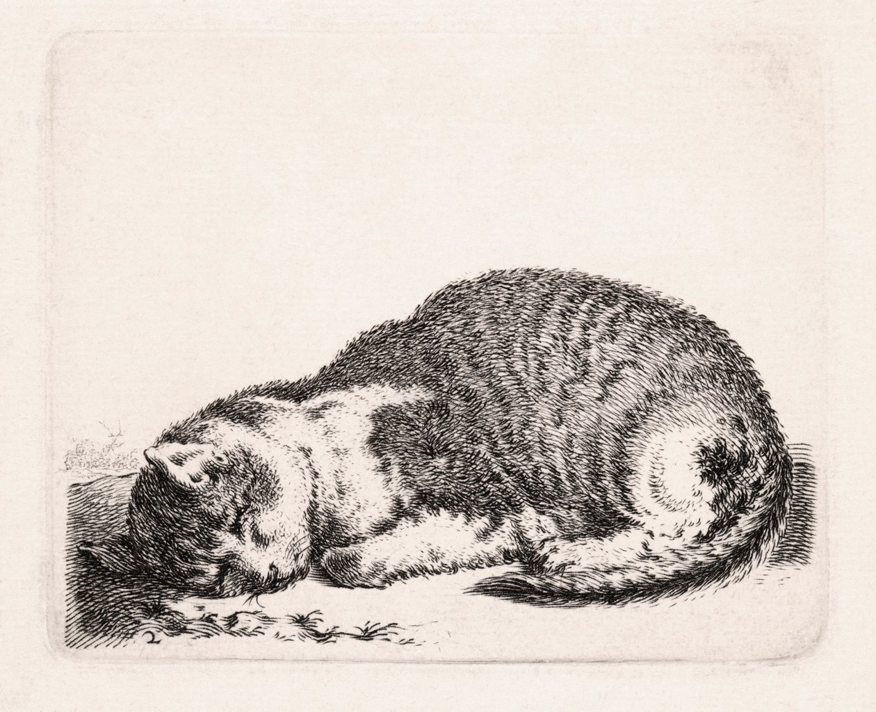 Nukkuva kissa, n. 1607-1681 tekijältä Cornelis Saftleven