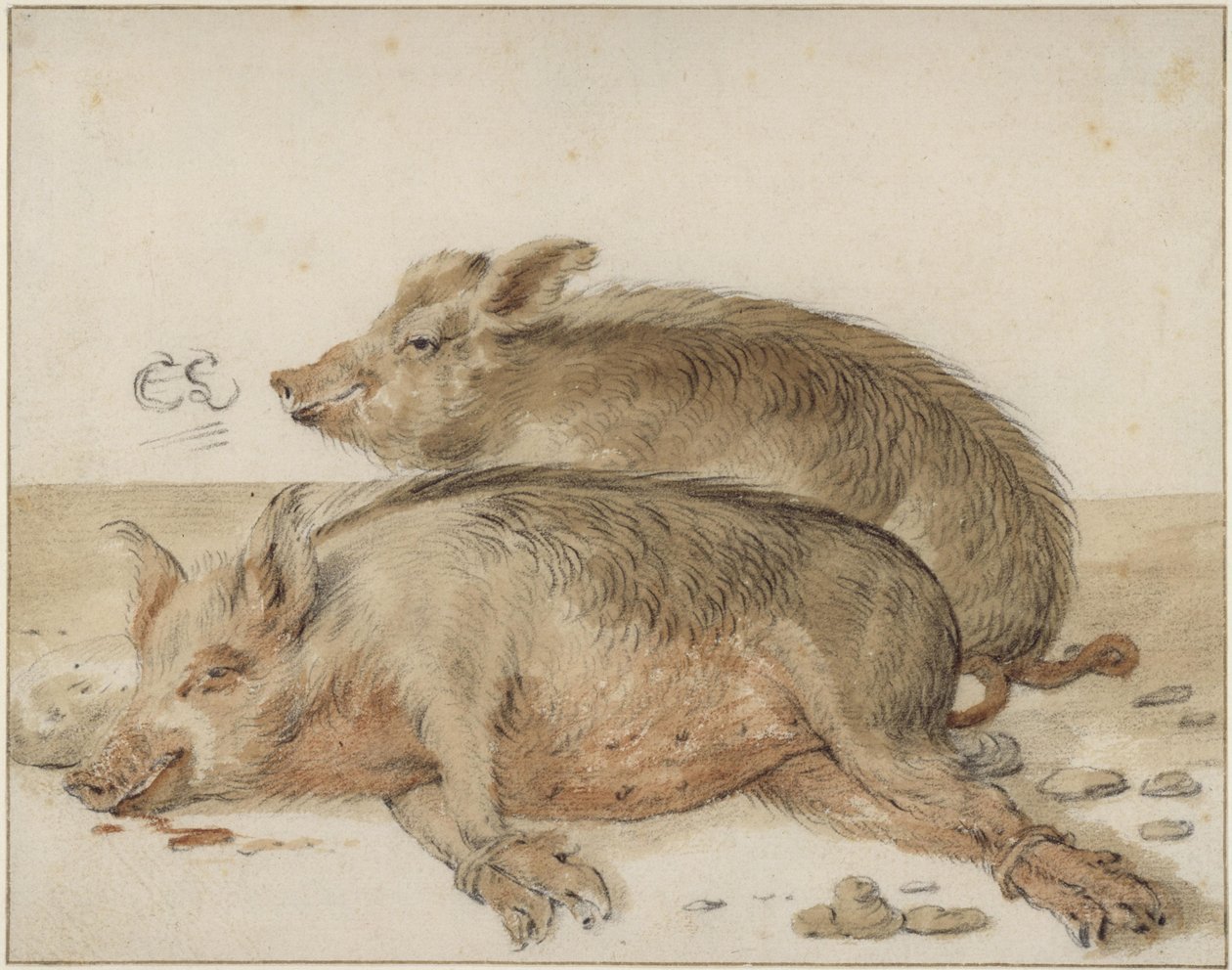 Kaksi sikaa tekijältä Cornelis Saftleven