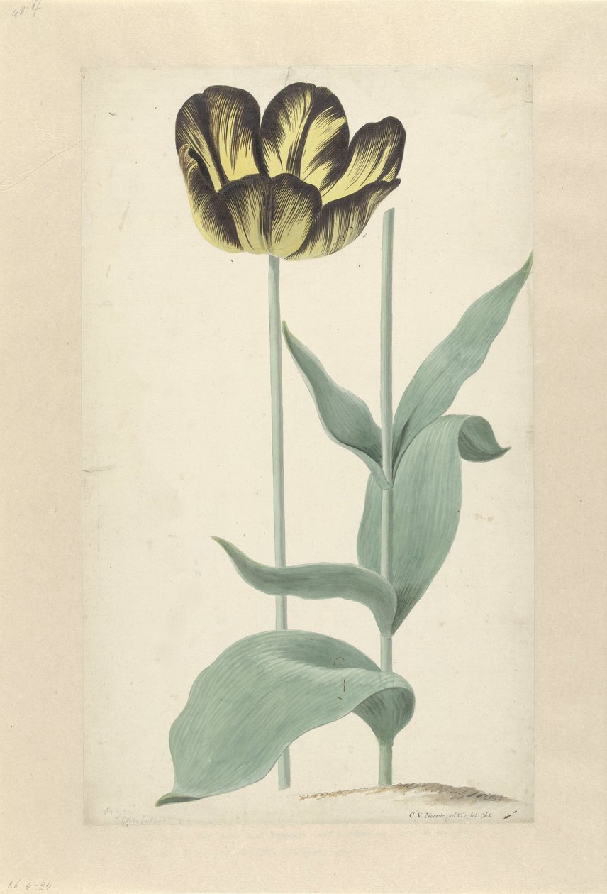 De tulp Bizard Catafalque Bizard Catafalque (otsikko esineessä) tekijältä Cornelis van Noorde
