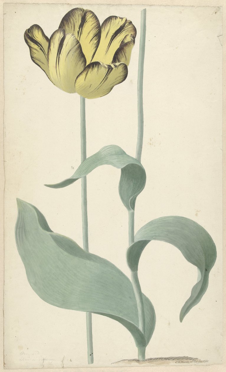 Kirjailija: tulp Bizard Louis d