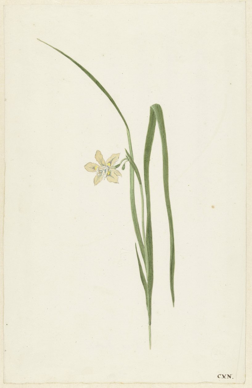 Iiris tekijältä Cornelis van Noorde