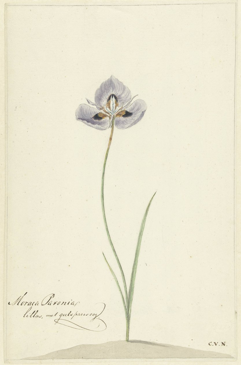 Iiris tekijältä Cornelis van Noorde