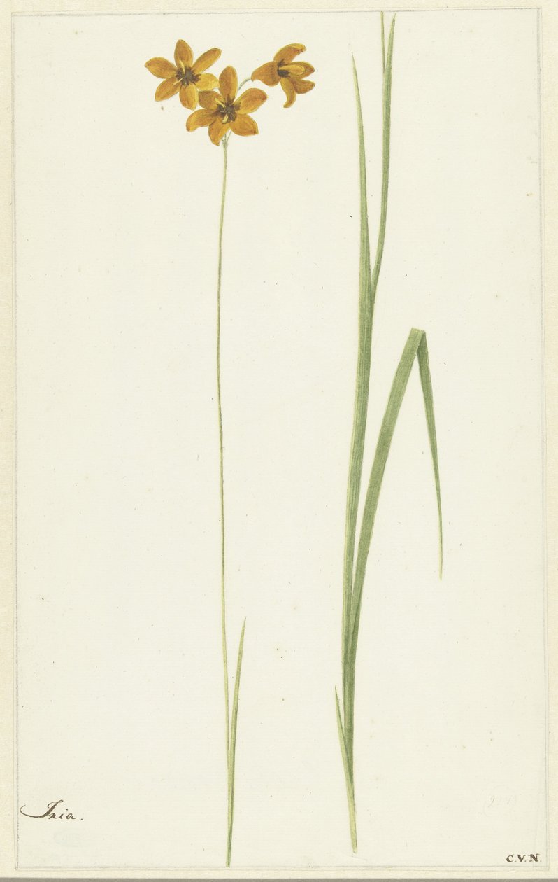 Ixia tekijältä Cornelis van Noorde