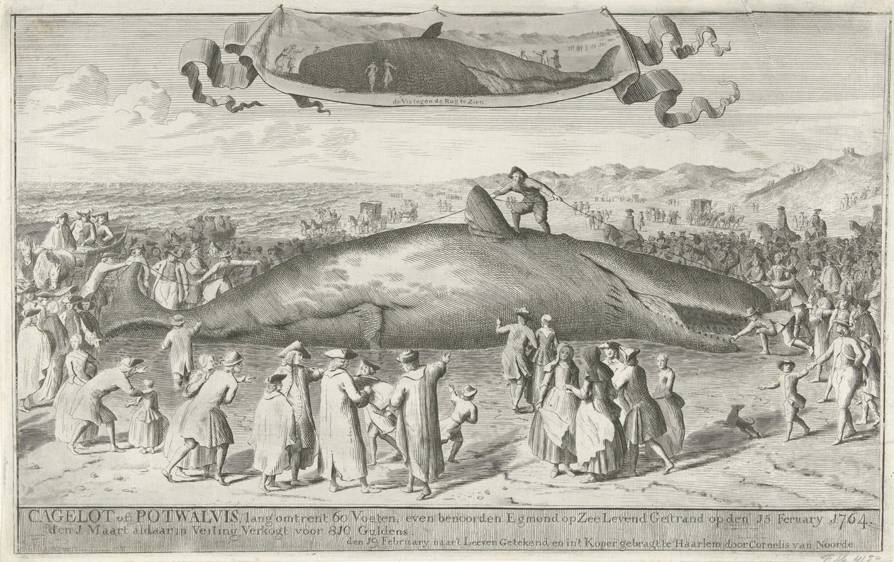 Kaskelovalas, joka on jumissa Egmond aan Zeessa, 1764 Cagelot tai Potwhale, noin 60 jalkaa pitkä, hieman pohjoiseen Egmond op Zee Alivesta Stranded 15. helmikuuta 1764. Myytiin siellä huutokaupassa 1. maaliskuuta hintaan 810 Guldenia (otsikko esineessä) tekijältä Cornelis van Noorde