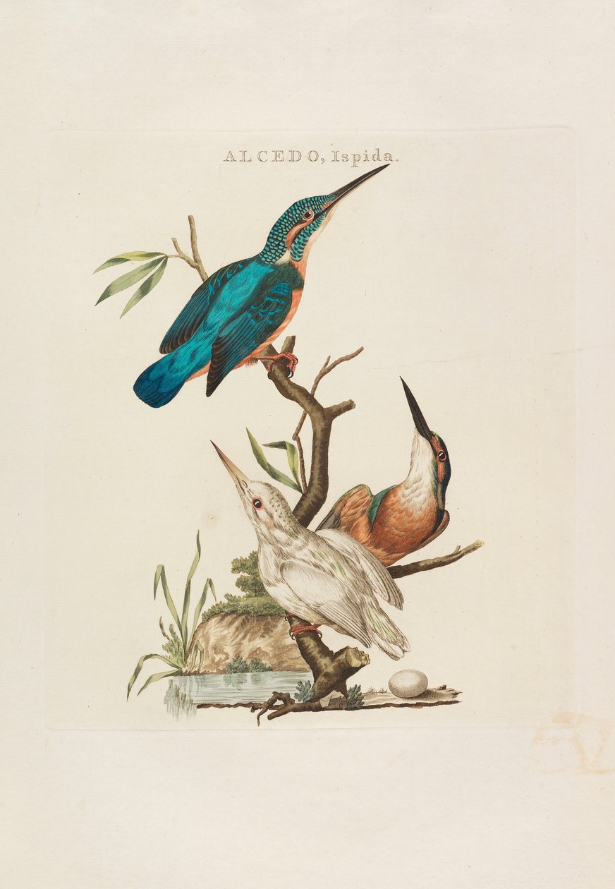 Hollannin linnut: Kotitalouden, Aertin ja ominaisuuksien mukaan, 1770-1829. tekijältä Cornelius Nozeman