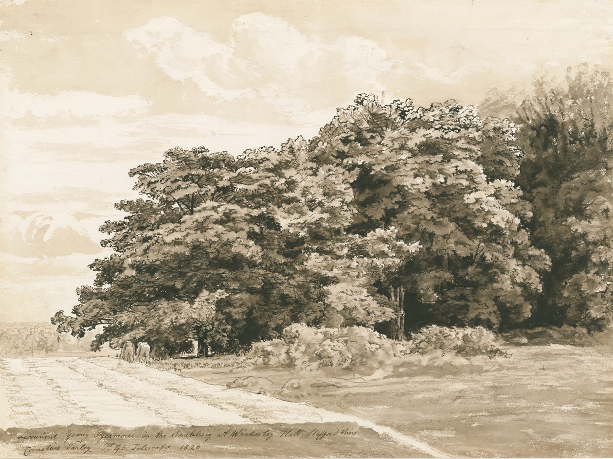 Wrottesley Hall - The Shrubbery: seepiapiirros, 1820 tekijältä Cornelius Varley