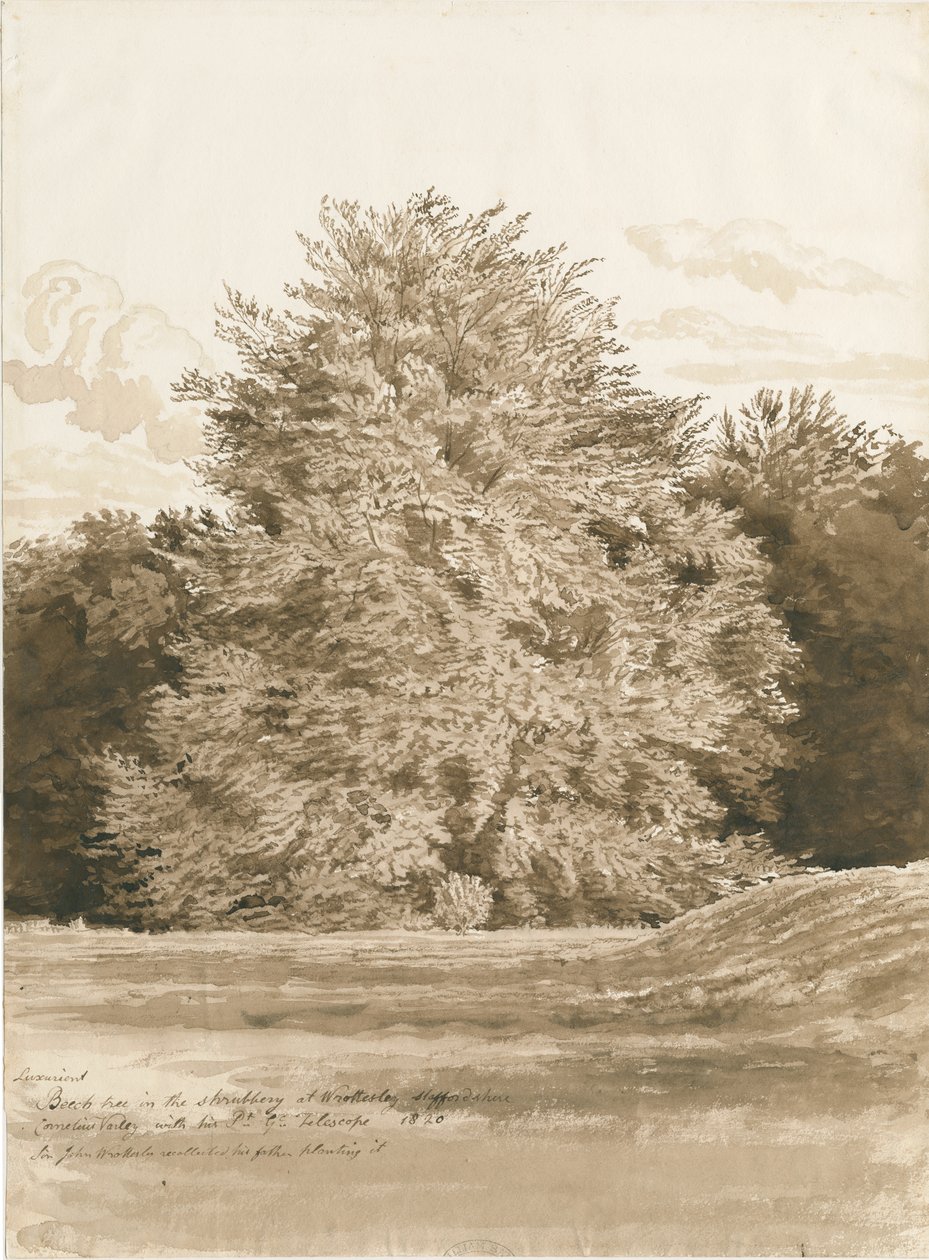 Wrottesley Hall - The Shrubbery: seepiapiirros, 1820 tekijältä Cornelius Varley