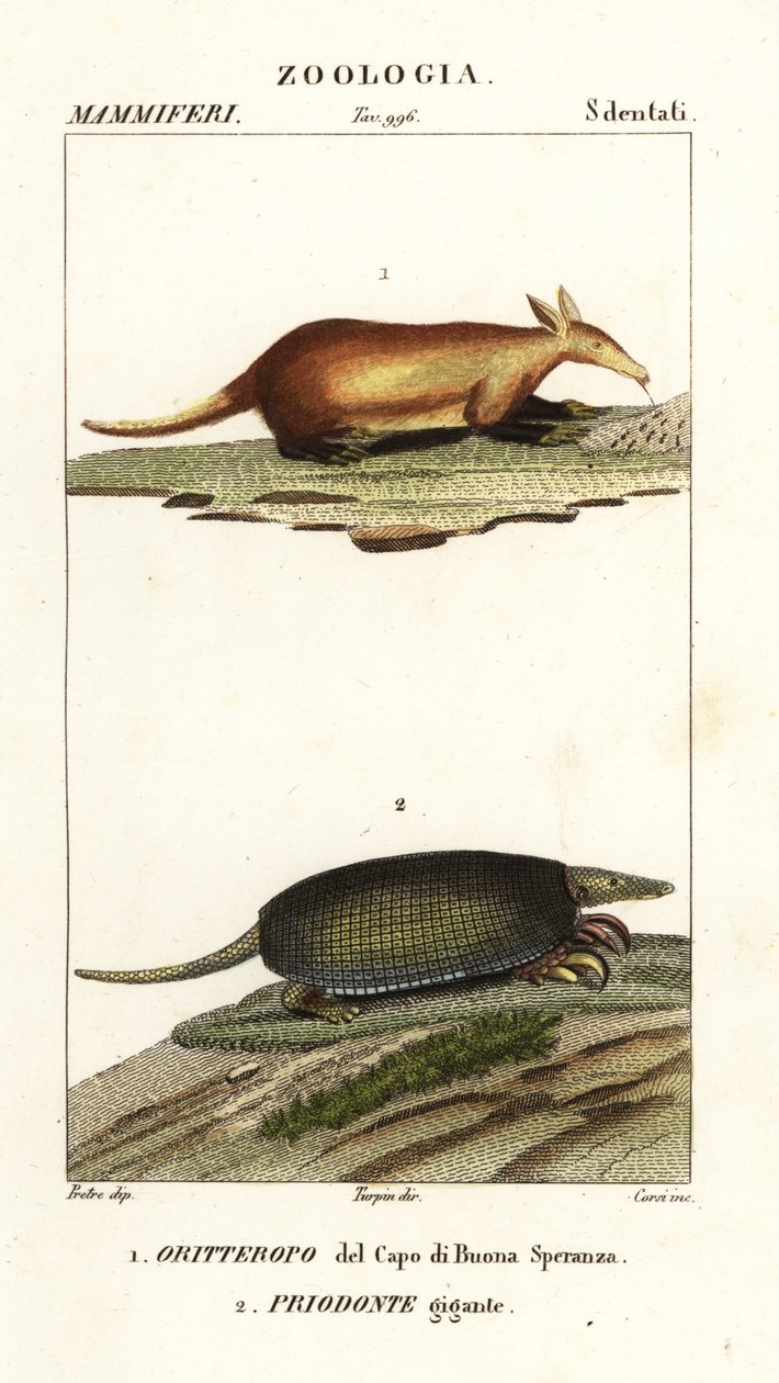 Aardvark ja jättiläinen armadillo tekijältä Corsi Corsi