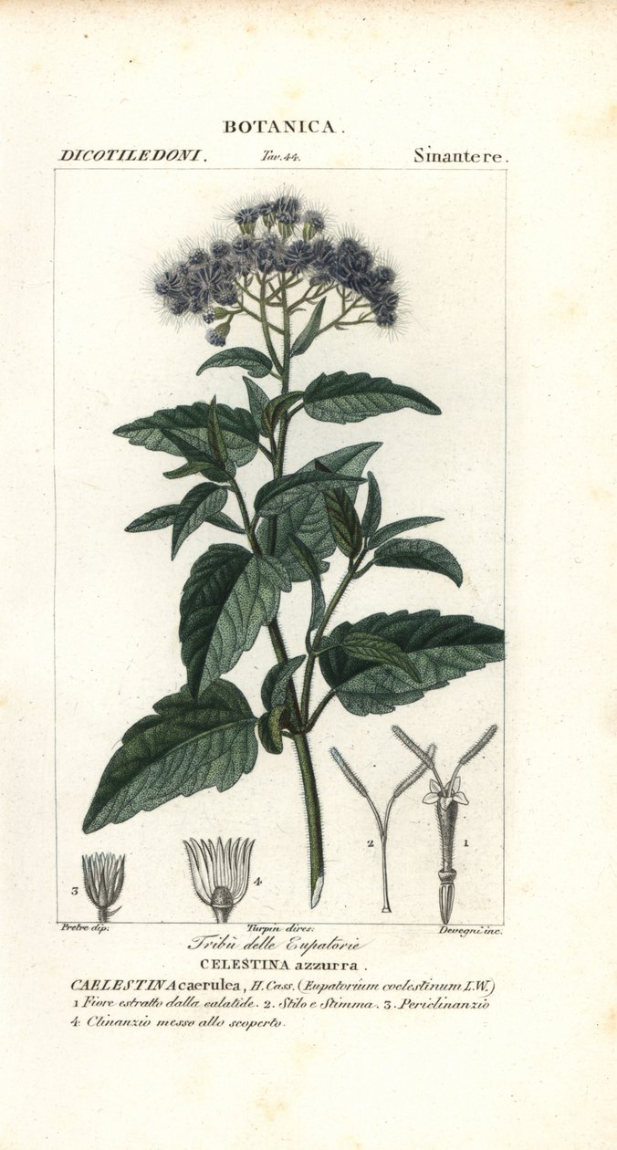 Perhosumu, Ageratum corymbosum tekijältä Corsi Corsi