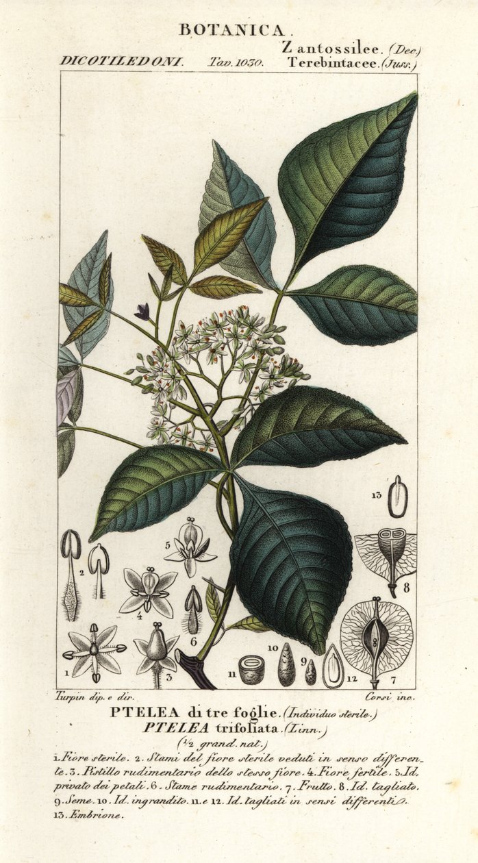 Harvinainen humalapuu, Ptelea trifoliata, kolmilehtinen Ptelea tekijältä Corsi Corsi