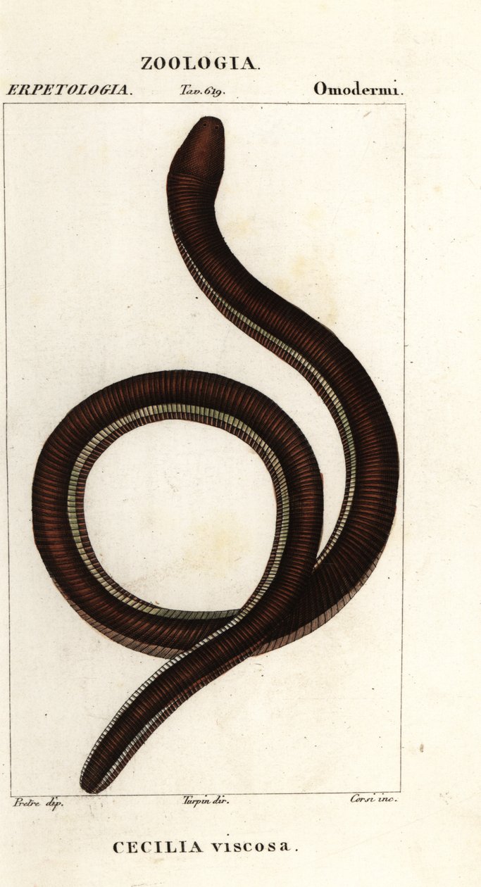 Harvinainen keltaraitainen caecilian, Ichthyophis glutinosus tekijältä Corsi Corsi