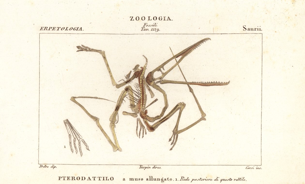 Fossiilinen luuranko sukupuuttoon kuolleesta pterodactyl, Pterodactylus antiquus tekijältä Corsi Corsi