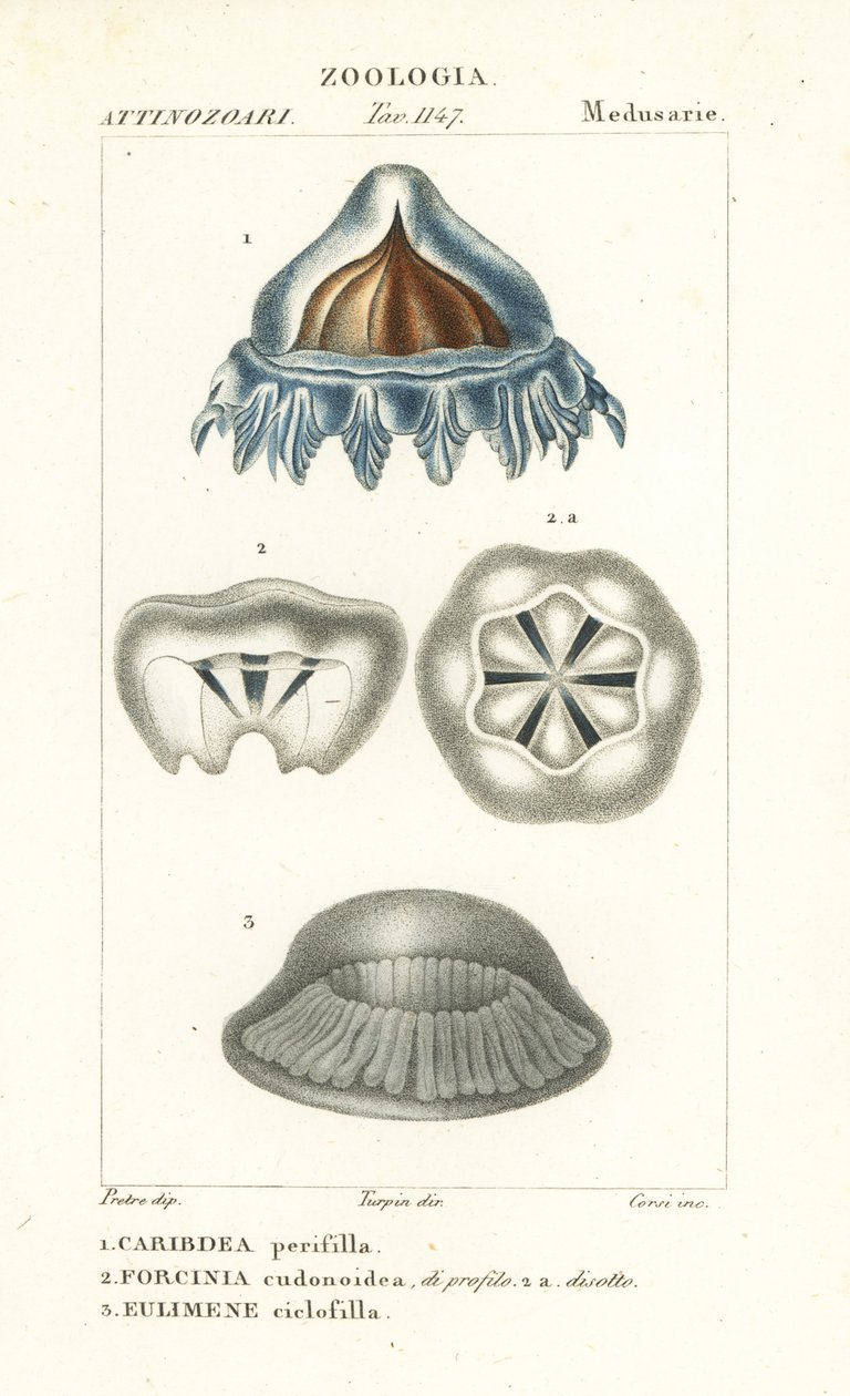 Kypärämeduusa, Periphylla periphylla 1, Phorcynia cudonoidea 2 ja Eulimene ciclophylla 3 tekijältä Corsi Corsi