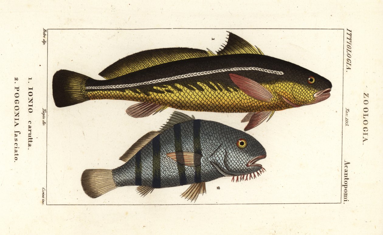 Karut croaker, Johnius carutta, Ionio carutta 1 ja musta rumpu, Pogonias cromis, Pogonias fasciatus, Pogonia fasciato 2 tekijältä Corsi Corsi