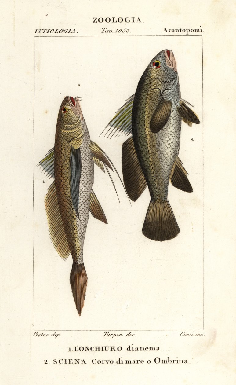 Pitkähäntäkärki, Lonchurus lanceolatus 1 ja laiha, croaker, kivibasso, varjokala, Argyrosomus regius 2 tekijältä Corsi Corsi