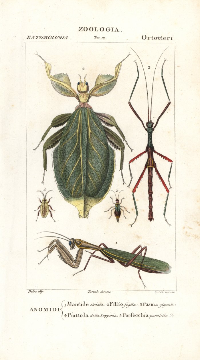 Mantis, lehtihyönteiset, tikkuhyönteiset jne tekijältä Corsi Corsi