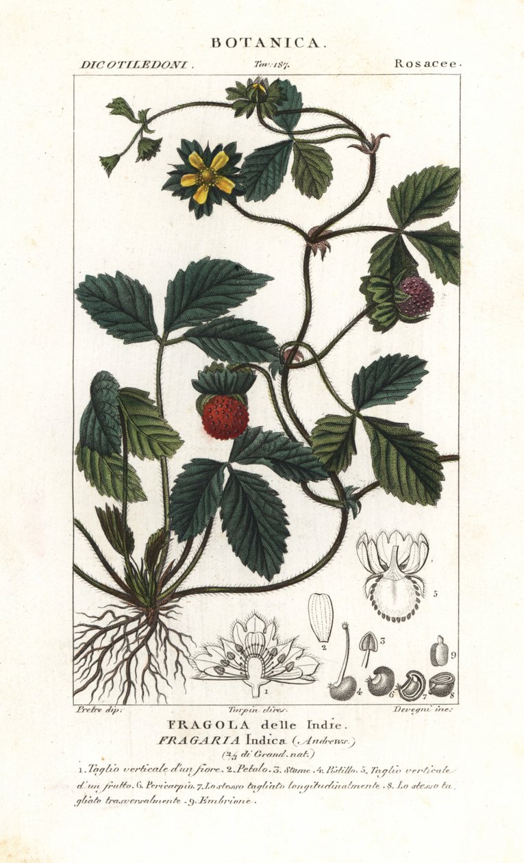 Pilamansikka, Potentilla indica tekijältä Corsi Corsi
