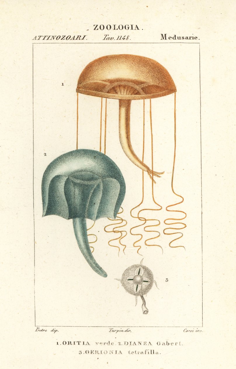Paljasilmäinen medusa, Orythia viridis, Oritia verde 1 ja vesieläimet, Geryonia proboscidalis, Dianea gabert 2 ja Liriope tetraphylla, Gerionia tetrafilla 3 tekijältä Corsi Corsi