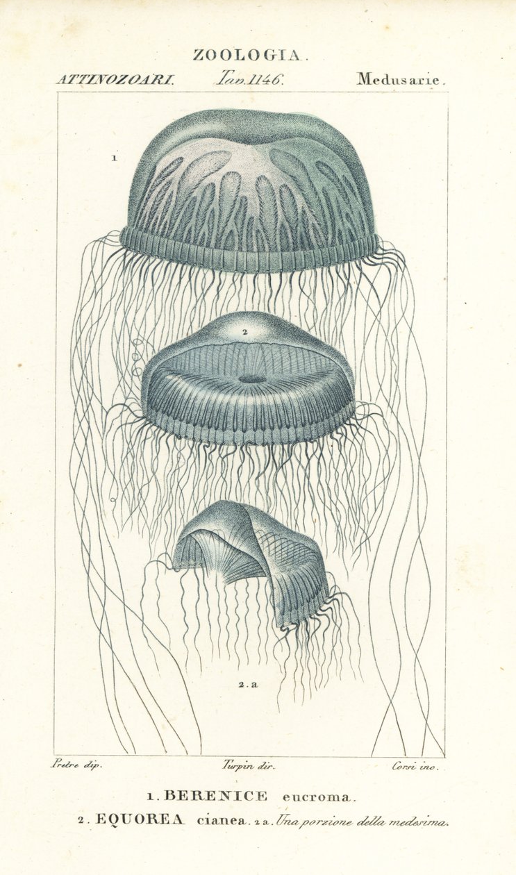 Paljasilmäinen medusa meduusa, Berenix euchroma 1 ja kristallihyytelö, Aequorea cyanea 2 tekijältä Corsi Corsi