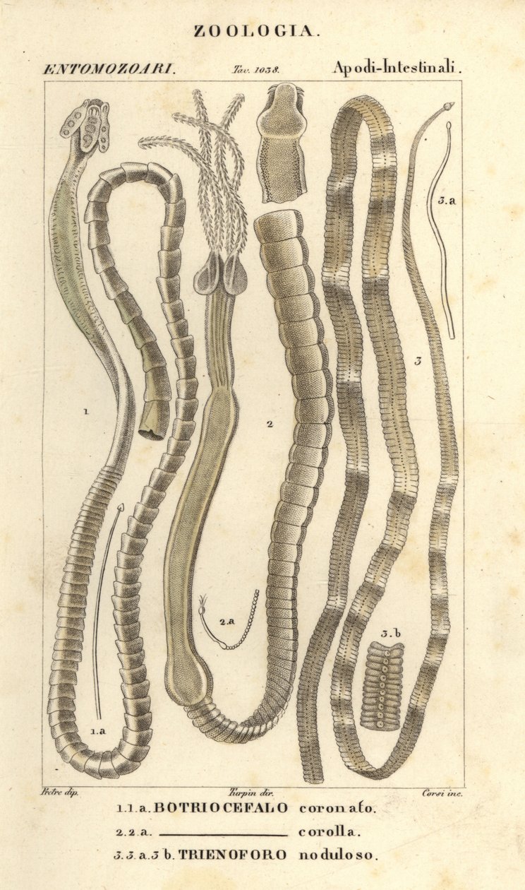 Loismadot ja heisimato, Bothriocephalus coronatus 1, Bothriocephalus corolla 2 ja hauen heisimato, Triaenophorus nodulosus 3 tekijältä Corsi Corsi