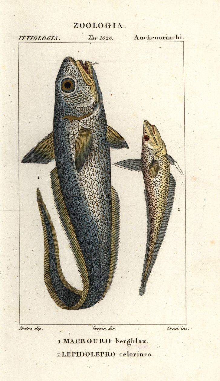 Lestikala tai sipulilesti, Macrourus berglax 1 ja onttolesti, Coelorhynchus caelorhincus (Lepidoleprus coelorhynchus) 2 tekijältä Corsi Corsi