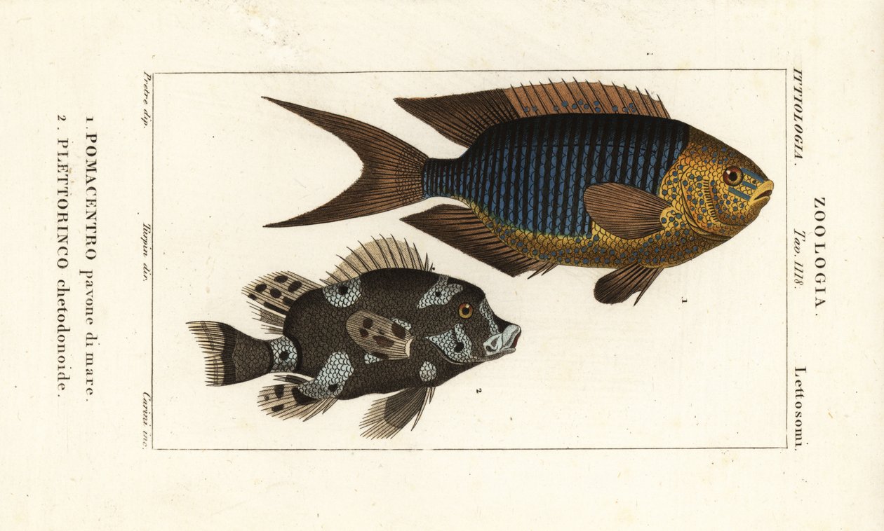 Sapphire neito, Pomacentrus pavo, pavone di mare 1 ja arlekiinin makeahuuli, Plectorhinchus chaetodonoides, Plettorinco chetodonoides 2 tekijältä Corsi Corsi