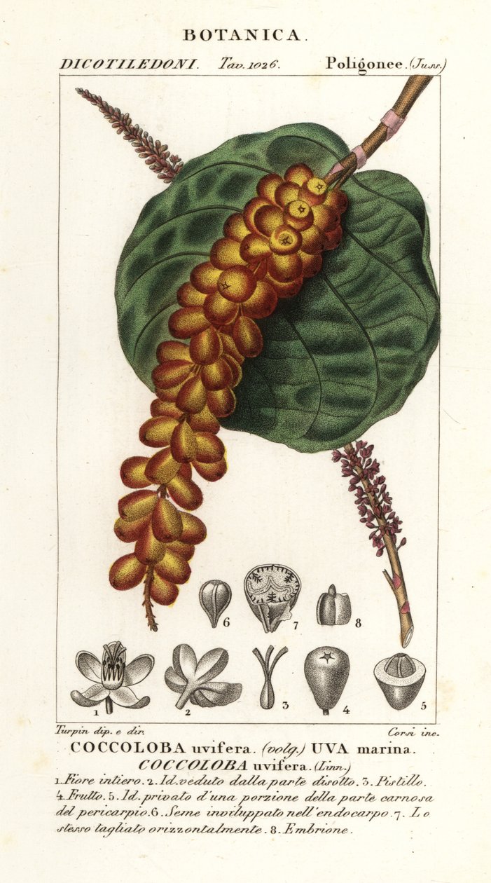 Merirypäle tai baygrape, Coccoloba uvifera, merirypäle tekijältä Corsi Corsi