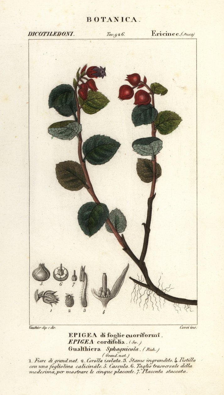 Teemarja, Gaultheria domingensis tekijältä Corsi Corsi