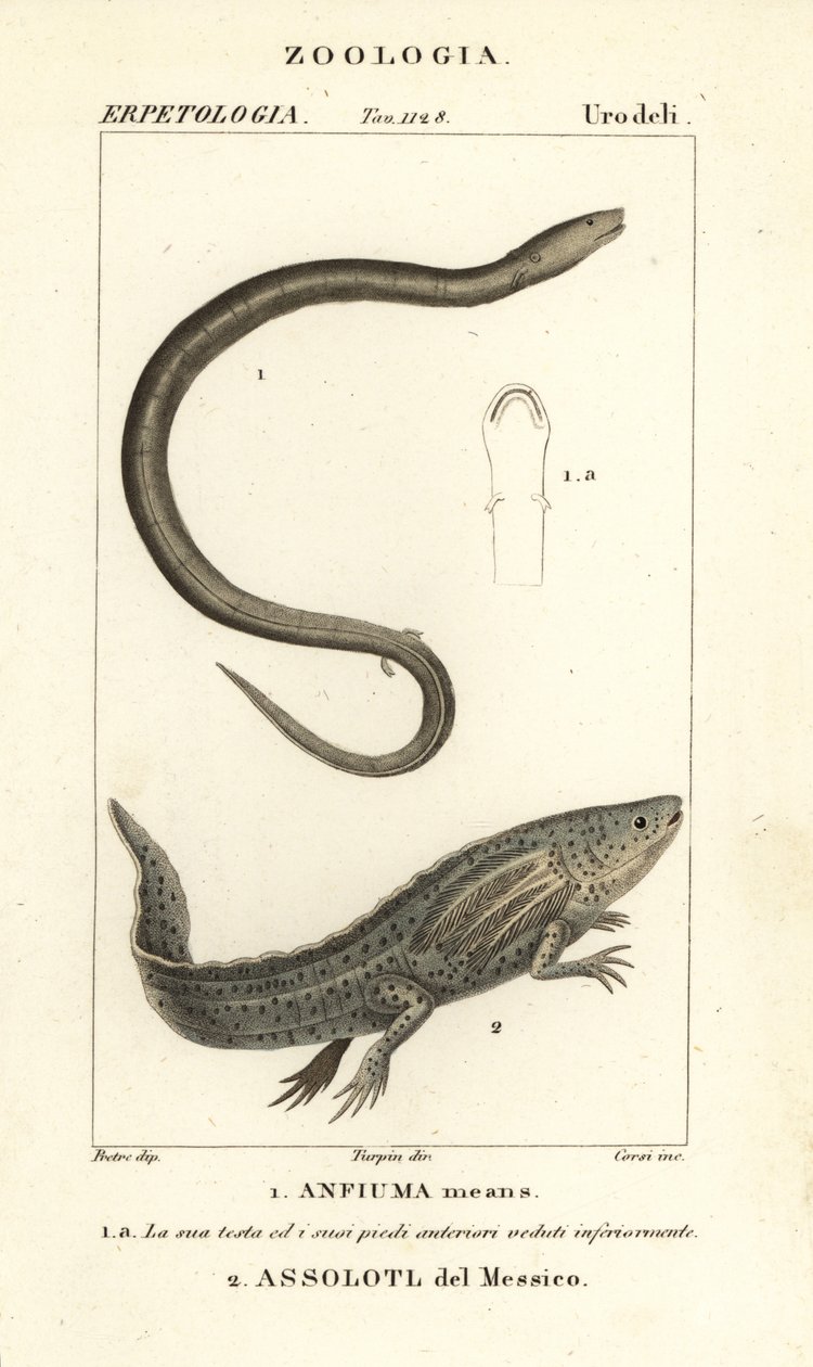 Kaksivarvas amphiuma, Amphiuma tarkoittaa, Anfiuma tarkoittaa 1, ja äärimmäisen uhanalainen aksolotl tai meksikolainen kävelykala, Ambystoma mexicanum, Assolotl del Messico 2 tekijältä Corsi Corsi