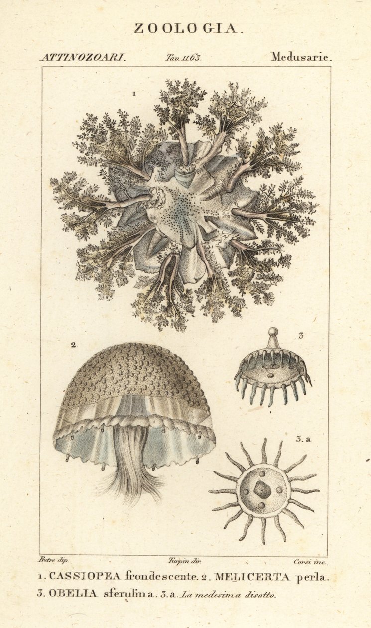 Ylösalaisin oleva meduusa, Cassiopea frondosa 1, Melicertum-laji 2 ja obeliapolyyppi 3 tekijältä Corsi Corsi