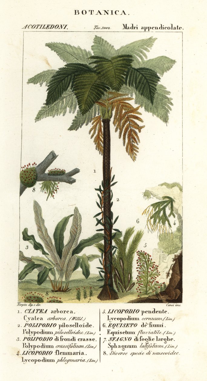 Länsi-Intian saniainen, Cyathea arborea, viiniköynnöksen saniainen, Microgramma piloselloides 2, siro saniainen, Niphidium crassifolium 3, karkea tupsu saniainen, Huperzia phlegmaria 4, staghorn clubsammalt, Lycopodiella cernua 5, vesikorte tekijältä Corsi Corsi