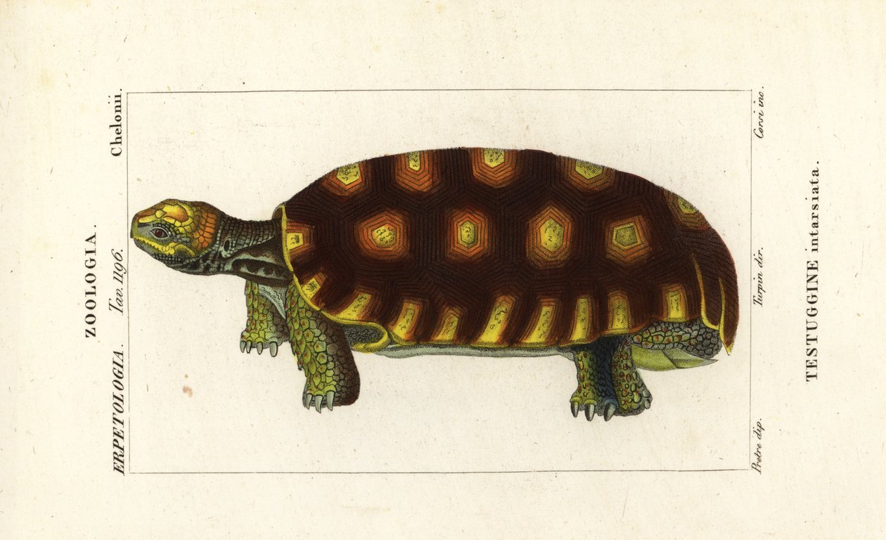 Keltajalkakilpikonna tai brasilialainen jättiläiskilpikonna, Chelonoidis denticulatus Testudo tabulata Testuginne intarsiata tekijältä Corsi Corsi
