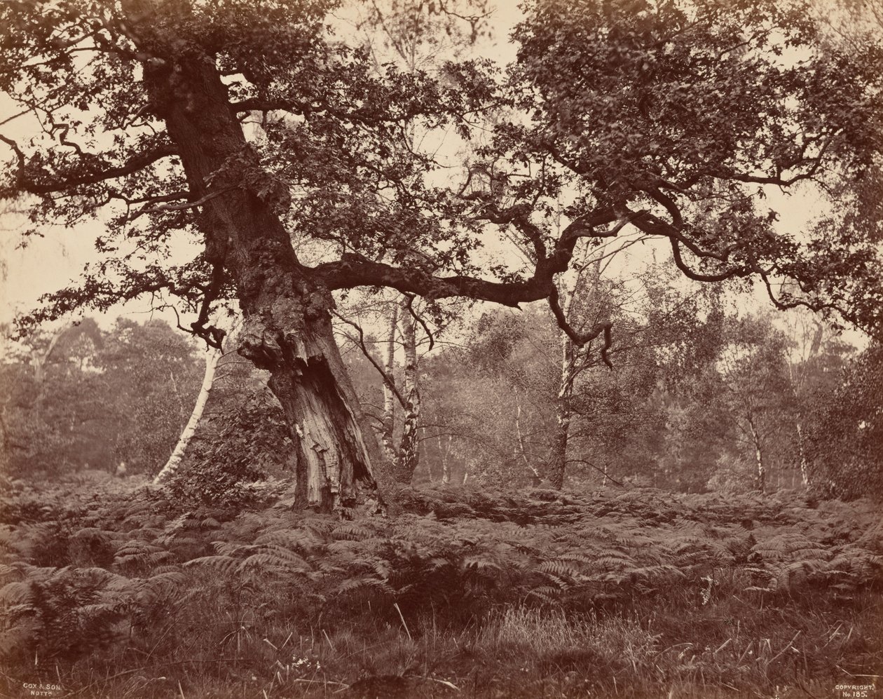 Tree Study,c. 1870 (kuva) tekijältä Cox & Son