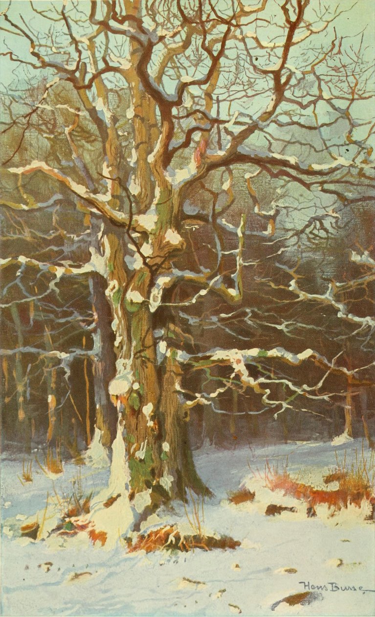 Eichen im Winter tekijältä Creator