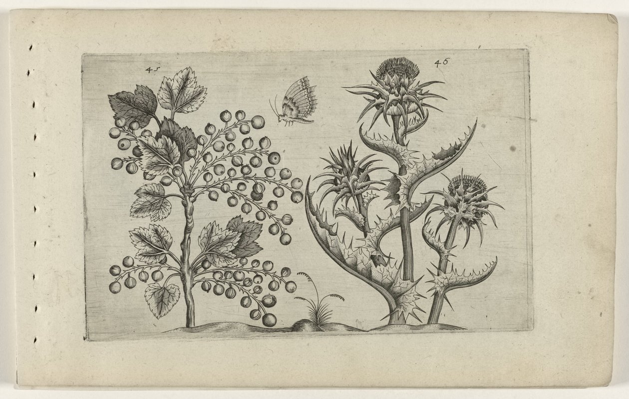 Aalbes en Mariadistel Tunne liljat (sarjan nimi) tekijältä Crispijn van de Passe (I) (attributed to)