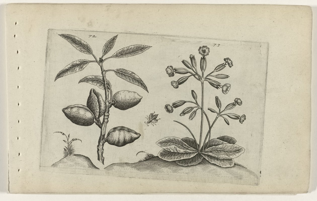 Amandelboom en gulden sleutelbloem Tunne liljat (sarjan nimi) tekijältä Crispijn van de Passe (I) (attributed to)