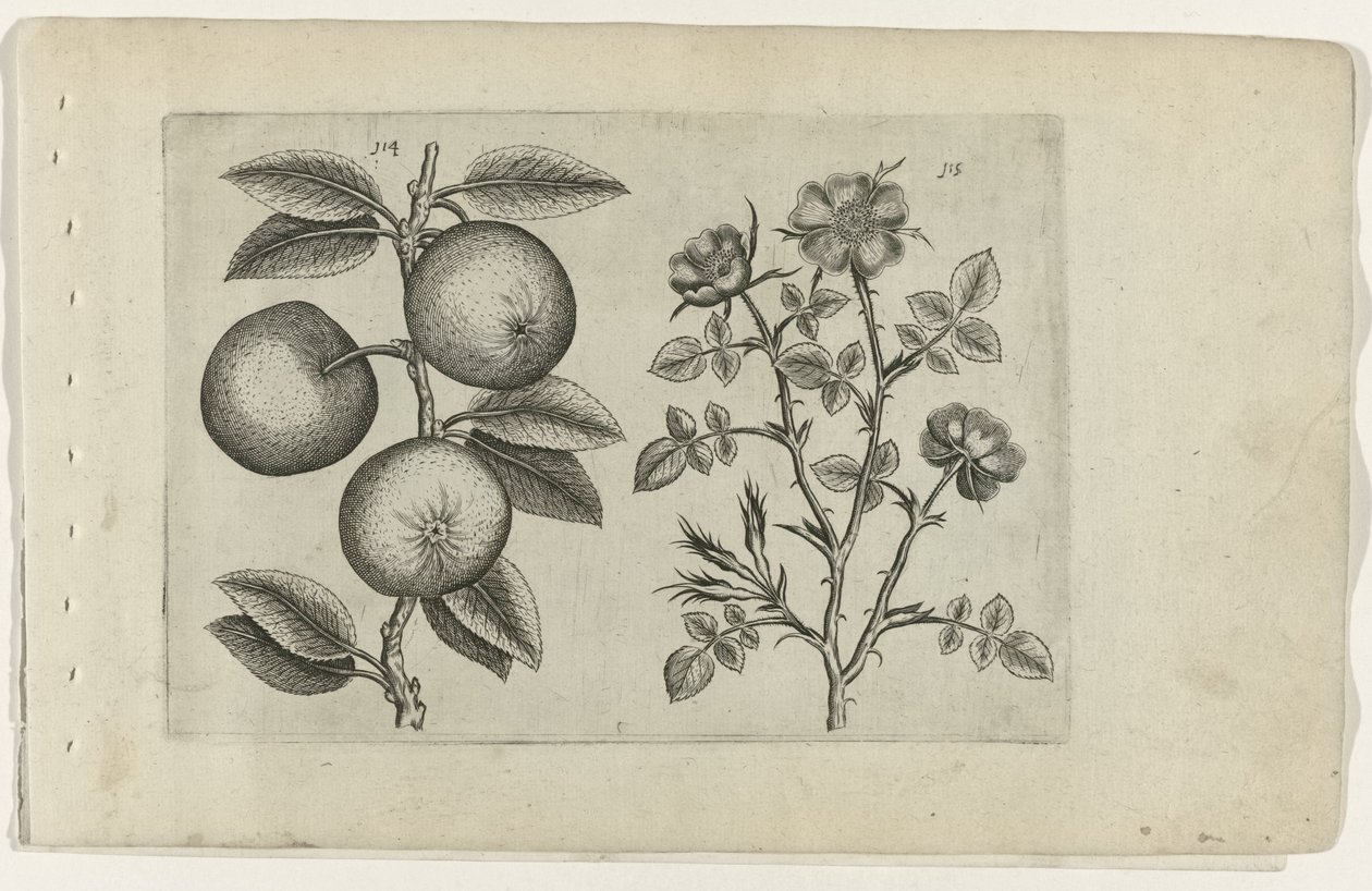 Omena ja koira ruusu Cognoscite lilia (sarjan nimi) tekijältä Crispijn van de Passe (I) (attributed to)