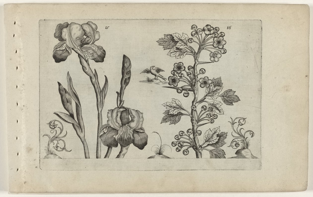 Bardiris ja Coralmeidoorn Cognoscite Lily (sarjan nimi) tekijältä Crispijn van de Passe (I) (attributed to)
