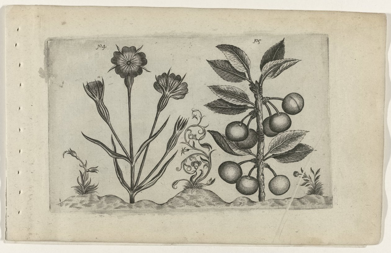 Bolderik en zure kers Tunne liljat (sarjan nimi) tekijältä Crispijn van de Passe (I) (attributed to)