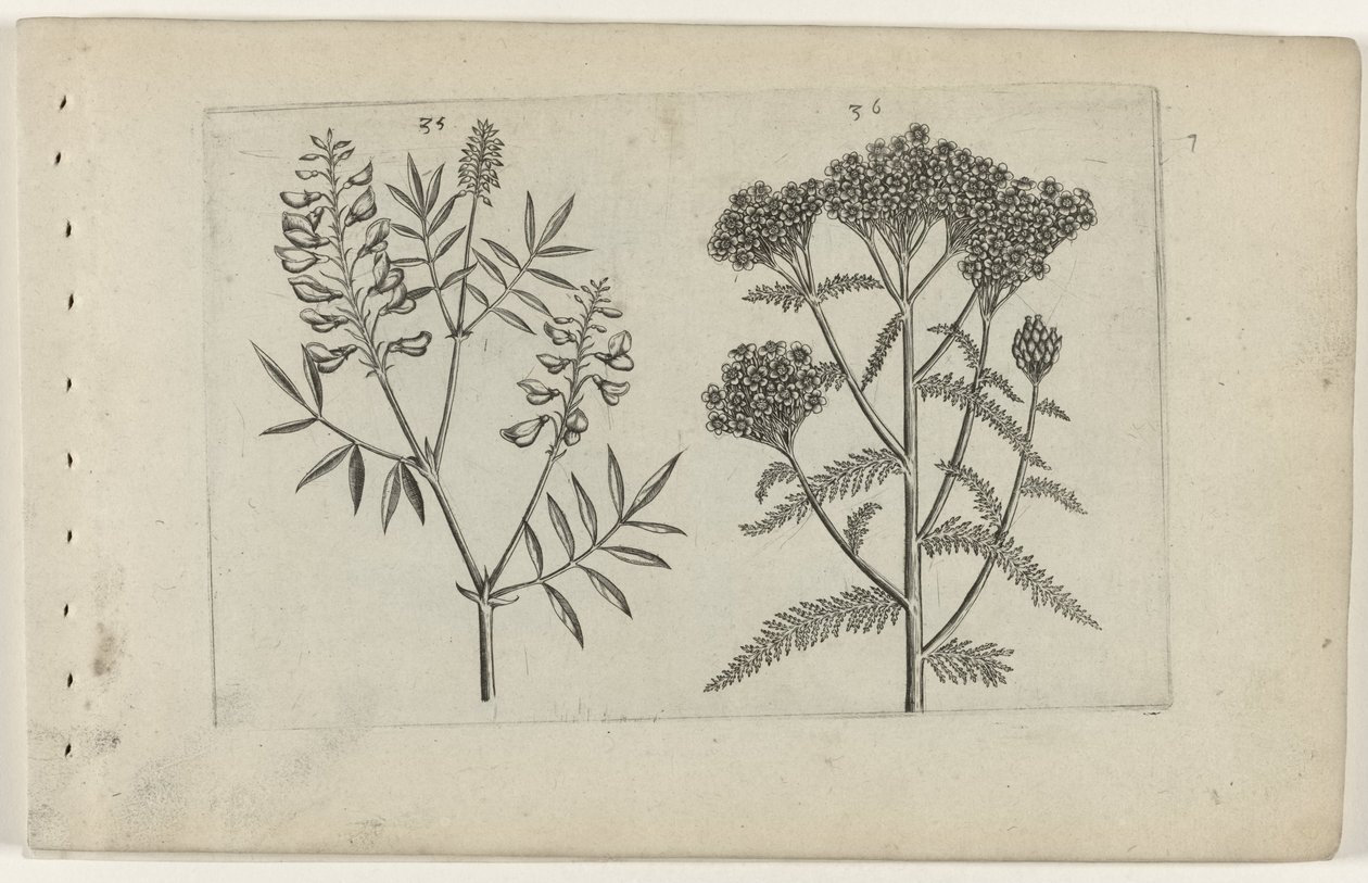 Boswikke en tuizendblad Tunne liljat (sarjan nimi) tekijältä Crispijn van de Passe (I) (attributed to)