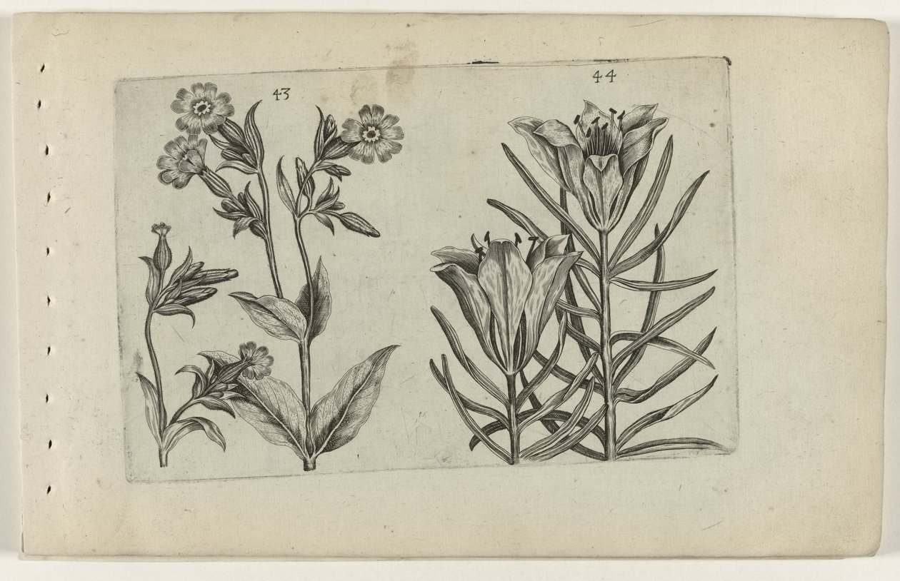 Päiväkäkikukka ja ruislilja Cognoscite lilia (sarjan nimi) tekijältä Crispijn van de Passe (I) (attributed to)