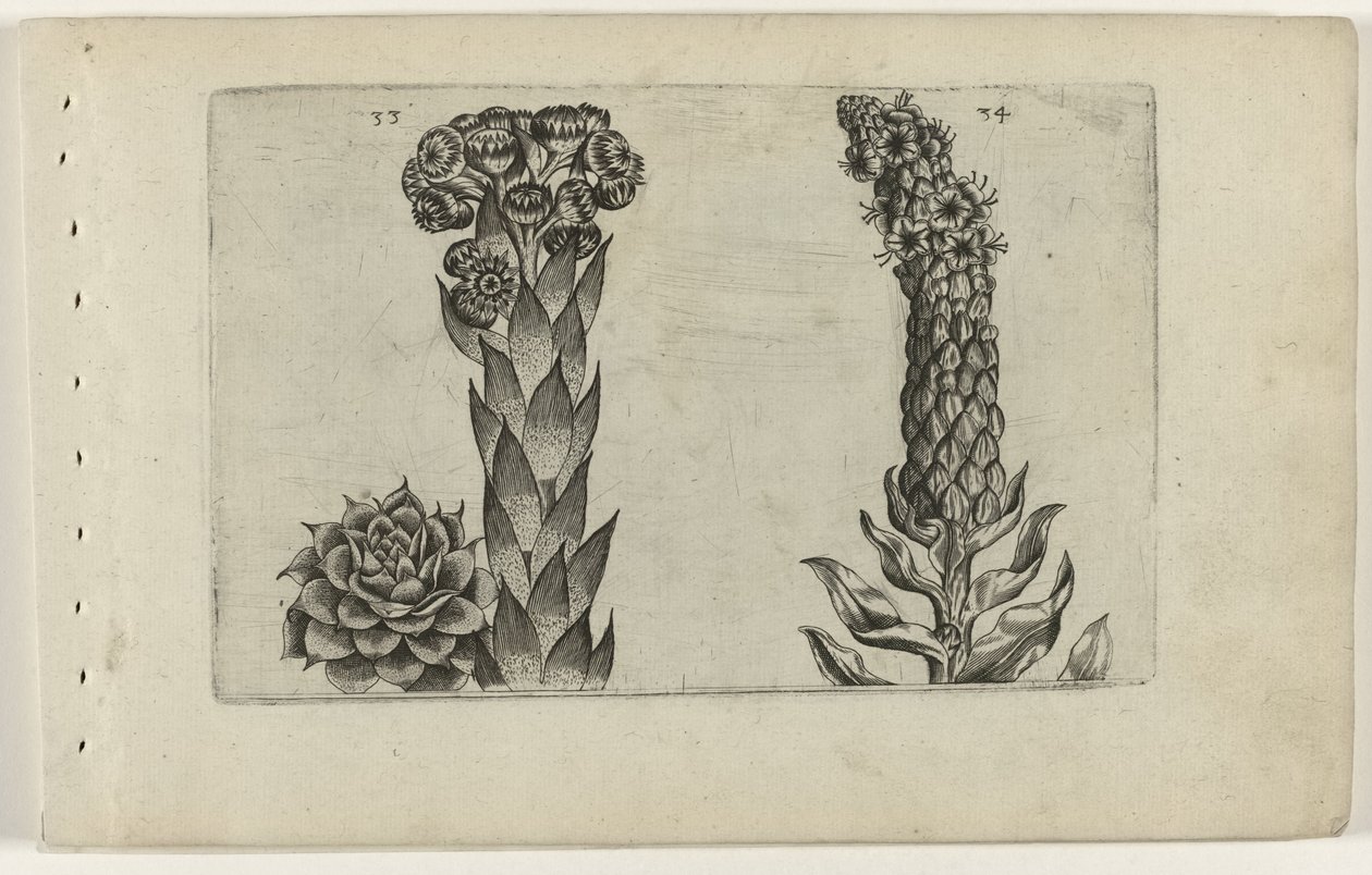 Thunderblade ja mullein Cognoscite lilia (sarjan nimi) tekijältä Crispijn van de Passe (I) (attributed to)