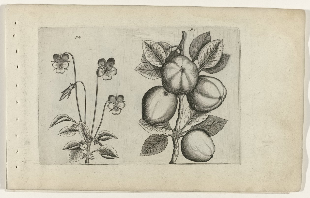 Kolmivärinen violetti ja omena Cognoscite lilia (sarjan nimi) tekijältä Crispijn van de Passe (I) (attributed to)