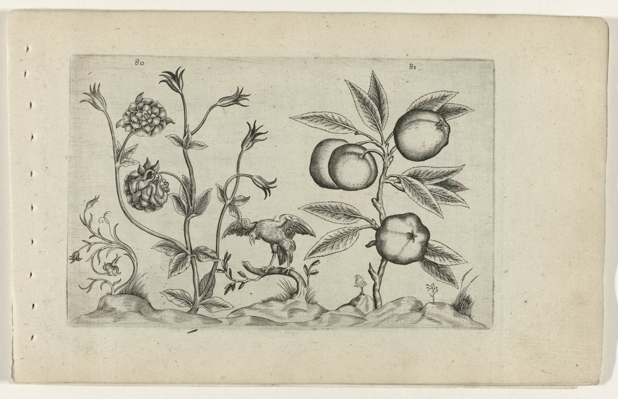 Dubbele akelei en appel Tunne liljat (sarjan nimi) tekijältä Crispijn van de Passe (I) (attributed to)