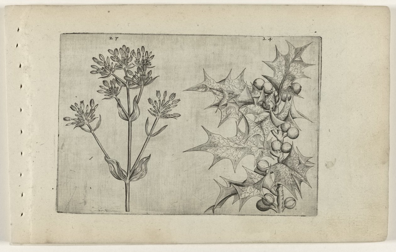 Centaury(?) ja Holly Cognoscite lilia (sarjan nimi) tekijältä Crispijn van de Passe (I) (attributed to)